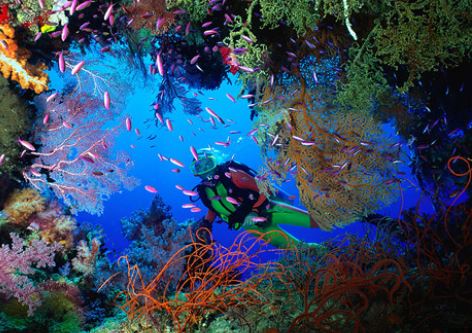 Raja Ampat Vibes: Diving Experience yang Bikin Speechless